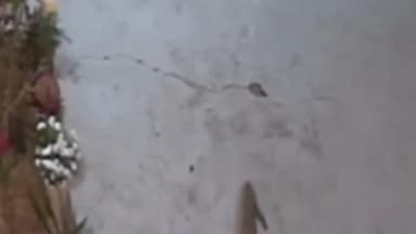 बाजपुर: बरहैनी क्षेत्र में तेंदुआ दिखाई देने से दहशत का माहौल