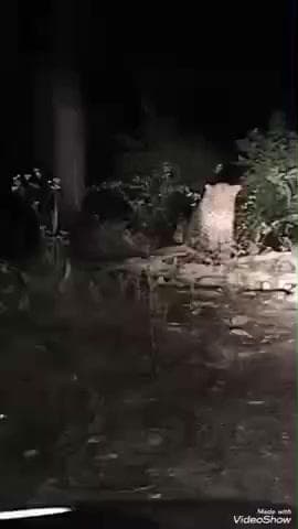 चौबट्टाखाल: जुनीसेरा के पास शुक्रवार को 6 बजे गुलदार दिखाई दिया, लोगों में दहशत, पूर्व प्रमुख सुरेंद्र सिंह रावत ने की कार्रवाई