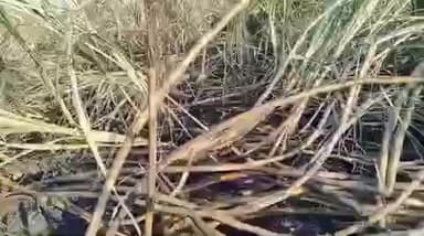 उमरी: महावितरणच्या तारांमुळे आमदापूर येथील ढगे नामक शेतकऱ्याचा जळाला ऊस, 2 ते 3 लाखांचे नुकसान झाल्याचा वर्तवण्यात आला अंदाज