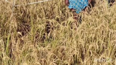 सरायगढ़ भपटियाही: सरायगढ़ भपटीयाही में बिहार राज्य फसल सहायता योजना के तहत अगहनी धान की फसल का कटनी प्रयोग किया गया