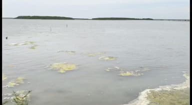 வேதாரண்யம்: கோடியக்கரை பறவைகள் சரணாலயத்தில் சீசன் வங்கி லட்சக்கணக்கான பறவைகள் வந்துள்ள நிலையில் மழை காரணமாகபறவைகள் வெகு தொலைவிற்கு சென்றுள்ளது