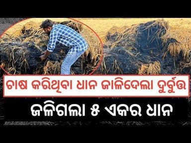 ଧାନ ସବୁ ଜାଳିଦେଲା ଦୁର୍ବୁତ୍ତ ଦୁଃଖରେ ଚାଷୀ Balangir news Today #news #koshliexpose