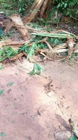 ಶೃಂಗೇರಿ: ಕೆರೆಕಟ್ಟೆ ಭಾಗದಲ್ಲಿ ನಿಲ್ಲದ ಕಾಡಾನೆ ಕಾಟ.! ಆತಂಕದಲ್ಲಿ ಸ್ಥಳೀಯರು.!