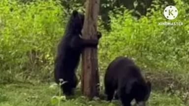 कारंजा: आस्वालीने केले तिघांना जखमी.. हेटीकुंडी गावातील घटना ग्रामस्थांनी दिले वन विभागाला निवेदन गावकऱ्यात भीतीचे वातावरण