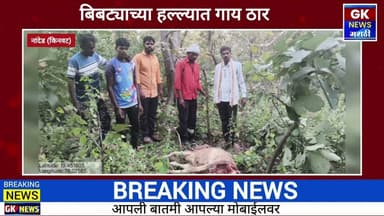 बिबट्याच्या हल्ल्यात गाय ठार दिवसाच बिबट्याने गाईवर केला हल्ला परिसरात भीतीचे वातावरण