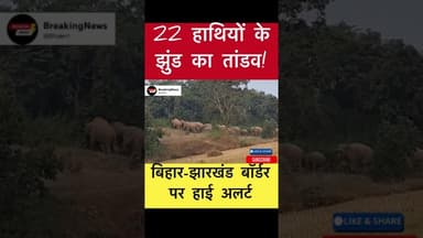 भेलवाघाटी और देवरी में 22 हाथियों की धमक, वन विभाग ने जारी की चेतावनी #trending #elephantattack