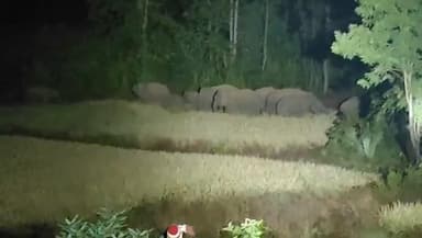 ଜମନକିରା: ବଡ଼ମାଲ ସମେତ ବିଭିନ୍ନ ଗ୍ରାମରେ ହାତୀ ଉପଦ୍ରବ, ପରିସ୍ଥିତି ଅନୁଧ୍ୟାନ କଲେ ଡ଼ିଏଫଓ