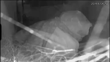 सिरसा: रानिया चुंगी के पास केला स्टोर से लाखों की चोरी, सीसीटीवी में कैद हुई वारदात, मीडिया से बात की स्टोर संचालक ने