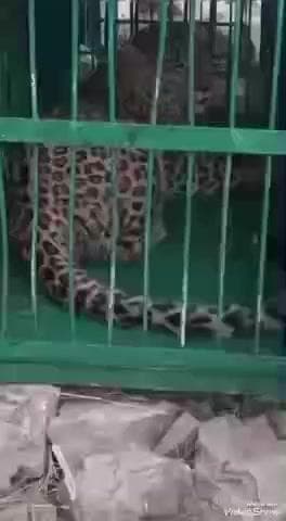 चौबट्टाखाल: घंड़ियाल पोखड़ा में वन विभाग की टीम ने गुलदार को पकड़ा, लोगों में दहशत