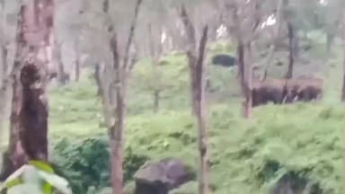 திருவட்டாறு: கோதமடக்கு பகுதியில் ரப்பர் தோட்டத்தில் யானைகள் முகாம். எச்சரிக்கையுடன் இருக்க வனத்துறை அறிவுறுத்தல்.