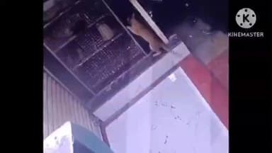 मुळशी: भूकंप मधील शेल पेट्रोल पंपाजवळ असलेल्या चिकन सेंटरच्या बाहेर बिबट्या सदृश्य प्राणी