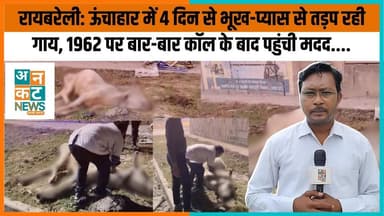 रायबरेली: ऊंचाहार में 4 दिन से भूख-प्यास से तड़प रही गाय, 1962 पर बार-बार कॉल के बाद...... #GauSeva