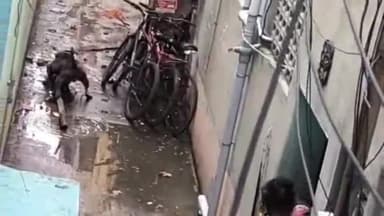 வேளச்சேரி: திரௌபதி அம்மன் தெருவில் ரோட் வில்லர் நாய் தெரு நாய் கடித்துக் குதறிய கொடூர காட்சி - பரிதாபமாக உயிரிழந்த நாய்