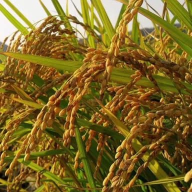 मोहम्मदगंज: सरकारी पैक्स बंद होने से बिचौलियों की चांदी, किसान ₹1500/क्विंटल में धान बेचने को मजबूर