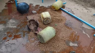 सगमा: सगमा में अवैध शराब निर्माण के खिलाफ बड़ी कार्रवाई, 40 किलो जावा महुआ और उपकरण नष्ट