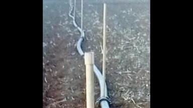 लोणार: हिरडव पळसखेड शिवारातील तुषार संचाच्या ३०० पितळी तोट्या चोरट्यांनी केल्या लंपास