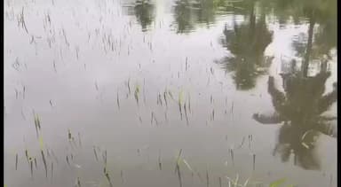 கீழ்வேளூர்: திருப்பூண்டி சுற்றுவட்டார பகுதிகளில் வயலில் தேங்கிய மழை நீர் படி பதில் சிக்கல் வேதாரண்யம் வீ கேனல் வடிகால் ஆற்றில் மண்டியுள்ள ஆகாயத்தாமரைகள்