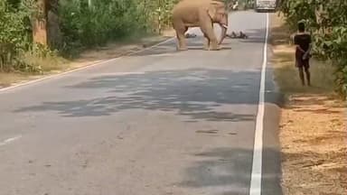 ठेठईटांगर: एनएच-143 पर जंगली हाथी का उत्पात, यातायात व्यवस्था कुछ देर के लिए रुकी रही