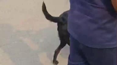 बिदुपुर: दिलावरपुर पश्चिमी पंचायत में एलआईसी एजेंट के घर चोरी, जांच के लिए पहुंची डॉग स्क्वायड टीम