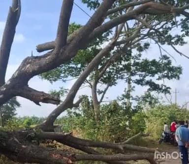 ಬ್ಯಾಡಗಿ: ಚಲಿಸುತ್ತಿದ್ದ ಟ್ರ್ಯಾಕ್ಟರ್ ಮೇಲೆ ಬಿದ್ದ ಒಣಗಿದ ಮರ; ಗಂಭೀರವಾಗಿ ಗಾಯಗೊಂಡಿದ್ದ ಇಬ್ಬರು ಸಾವು; ಹಿರೇಹಳ್ಳಿ ಬಳಿ ಘಟನೆ