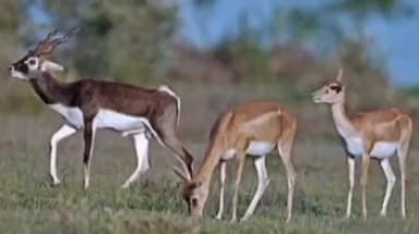 संग्रामपूर: हिंस्त्रप्राण्यांकडून काळविटाची शिकार! संग्रामपूर तालुक्यातील शेतकऱ्यांनी नोंदविली वनविभागाकडे तक्रार