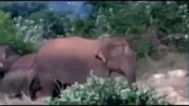 ஓசூர்: சானமாவு வனப்பகுதிக்கு மீண்டும் 10 க்கும் மேற்பட்ட காட்டு யானைகள் தஞ்சம்: கிராம மக்களுக்கு வனத்துறையினர் எச்சரிக்கை