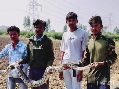 चिमूर: दहा फुटांच्या महाकाय अजगराला जीवनदान
