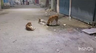 सिरदला: सिरदला प्रखंड में आवारा कुत्ते का आतंक, आम लोगों को हो रही है परेशानी