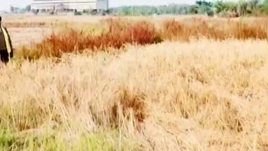 धालभूमगढ़: बिना जुताई-बुवाई के उगी धान की फसल, किसान रतन महतो हुए खुश