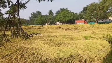 போச்சம்பள்ளி: அருகே மேட்டுப்புலிரில் பெய்து வரும் மழையால் நிலத்தில் சாய்ந்த நெற்கதீர்கள். இழப்பீடு வழங்க விவசாயி கோரிக்கை.