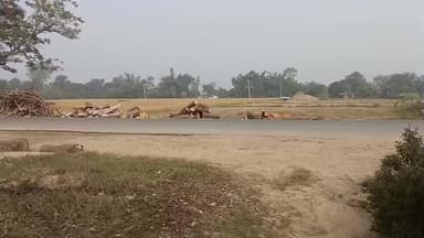 वन विभाग belaudi tiyra haspital ke bagal me वाहनों को आने जाने में होती है दिक्कत