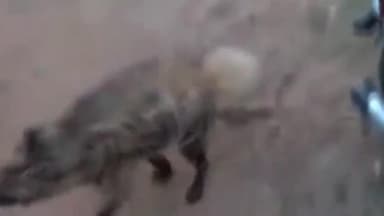 दारू: गोधिया में जंगली जानवर के हमले में तीन ग्रामीण जख्मी, एक गंभीर, वन विभाग से मुआवजे की मांग