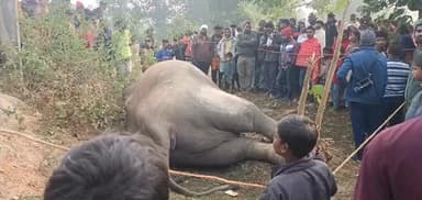 चिनिया: चिनिया-धुरकी मुख्य सड़क पर हाईटेंशन तार की चपेट में आने से जंगली हथिनी की दर्दनाक मौत