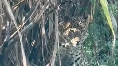 बाजपुर: भैंसिया फार्म क्षेत्र में एक बार फिर खूंखार तेंदुआ दिखाई दिया, ग्रामीणों में दहशत, क्षेत्र में तेंदुए की आवाजाही जारी