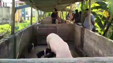 ছিপাঝাৰ: ছিপাঝাৰত আফ্ৰিকান ছোৱাইন ফিভাৰৰ প্ৰাদূৰ্ভাৱ,গাহৰি নিধন