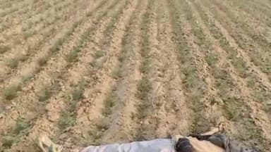 पदमपुर: 63LNP गांव के खेत में करंट लगने से किसान की हुई मौत, परिजन मुआवजे की मांग कर रहे हैं