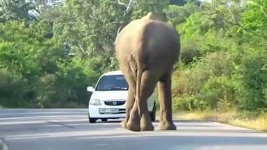 பந்தலூர்: பாட்டாவயல். சாலையில் காரை வழிமறித்த யானை: உயிர்தப்பிய பயணிகளின் பதபதைக்க வைக்கும் காட்சி