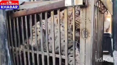 लोहाघाट के मंगोली में पकड़ा गया आदमखोर गुलदार 12 नवंबर को एक व्यक्ति को उतारा था मौत के घाट