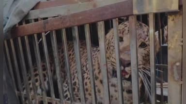 पुल्ला गुमदेश: विकास खंड लोहाघाट के मंगोली क्षेत्र में 12 दिन बाद वन विभाग ने हमलावर गुलदार को पिंजरे में कैद किया