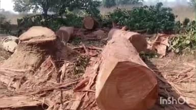 भरतपुर: अक्तवार पंचायत की राजस्व भूमि पर साल के पेड़ों की अवैध कटाई, ग्रामीणों में आक्रोश