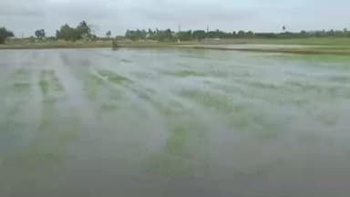 திருத்துறைப்பூண்டி: மாங்குடி வடசங்கந்தி உள்ளிட்ட பல்வேறு பகுதிகளில் தொடர் மழை காரணமாக சுமார் 2000 ஏக்கர் சம்பா நெற்பயிர் தண்ணீரில் மூழ்கி சேதம்