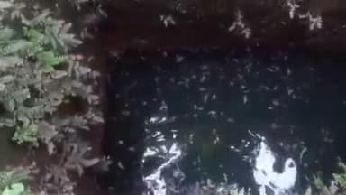 ഹൊസ്ദുർഗ്: പുല്ലൂർ കൊടവലത്ത് പുലിയെ കുളത്തിൽ വീണ നിലയിൽ കണ്ടെത്തി