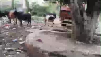 વિજાપુર: વિજાપુર સ્મશાન પાસે ડંપિંગ સાઇટથી દુર્ગંધનો ત્રાસ, રહીશો માં રોષ ફાટી નીકળ્યો
#jansamasya