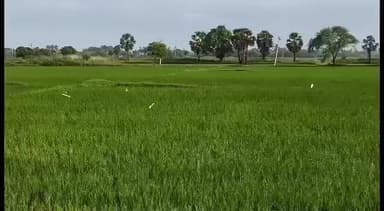 நாகப்பட்டினம்: மாவட்டத்தில் வயல்வெளியில் சுற்றி தெரியும் கொக்கு மடையான் நாரை குயில் வேட்டையாடுவதை தடுக்க நடவடிக்கை எடுக்க கோரிக்கை