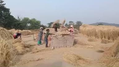 तांतनगर: किसान खेतों से धान की फसल खलिहान पहुंचाने लगे, आधुनिक मशीनों का हो रहा उपयोग