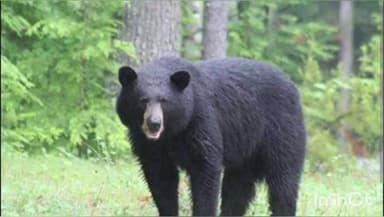 मोरी: मोरी के ओसला गांव में जंगल में भेड़-बकरी चुगाने गई महिला पर भालू ने किया हमला, गंभीर रूप से घायल