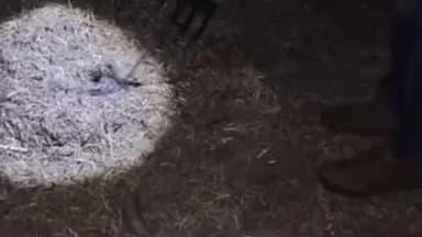 लोणार: मंठा रोड येथे जनावराच्या गोठ्यात सर्पमित्रांनी अजगर सापाला केले रेस्क्यू