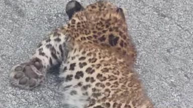 चम्पावत: टनकपुर-चम्पावत राष्ट्रीय राजमार्ग पर सिन्याड़ी के समीप रविवार 23 नवंबर को गुलदार का एक शावक अज्ञात वाहन की चपेट में आया