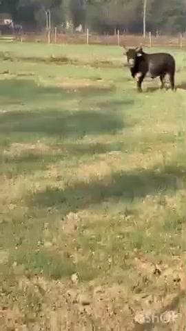 ज्वालामुखी: ज्वालामुखी के धनोट गांव में एक बैल ने खेतों में काम करने गए दो युवकों पर किया हमला, युवक करीब 4 घंटे तक पेड़ पर फंसे रहे