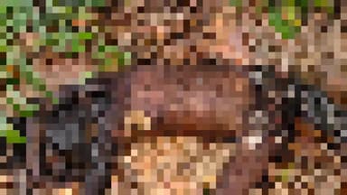 আউশগ্রাম ২: আউশগ্রামের প্রতাপপুর এলাকায় জঙ্গল থেকে অজ্ঞাত পরিচয়ের এক ব্যক্তির পচাগলা দেহ উদ্ধার করল পুলিশ, মৃত্যু ঘিরে রহস্য